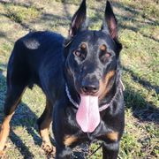 Sukuna - Beauceron
