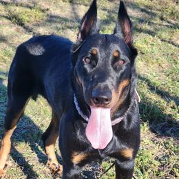 Sukuna - Beauceron
