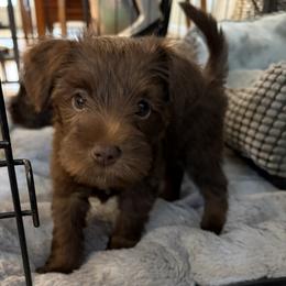 Miniature Schnauzer puppies from Jentz Family Schnauzers