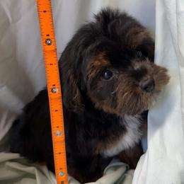 Mars - Black and tan male Yorkipoo puppy in Lebanon, Kentucky from Mosaic Merle Doodles