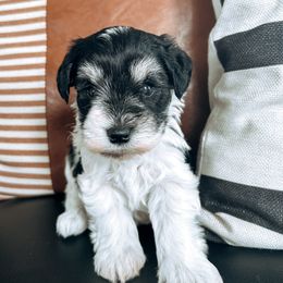 Miniature Schnauzer Puppies from Rolling Hills Schnauzers