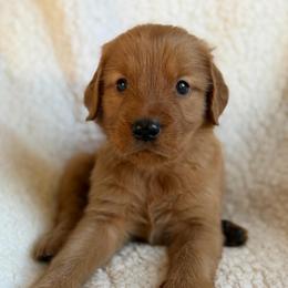 Birch - Boy - Dark golden male Golden Retriever puppy in La Verne, California from 4LoveofGoldens