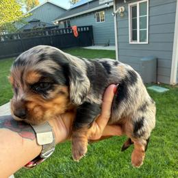 Wyatt - Dapple male Dachshund puppy in Salem, Oregon from Longdox Mini Dachshunds