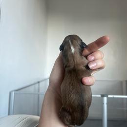 Alice - Cream female Dachshund puppy in Yucaipa, California from Motorhead Dachshunds