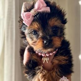 Dolly (Price 4,813) - Black and tan female Yorkshire Terrier puppy in Pittsburg, California from Crystal Garden Yorkies