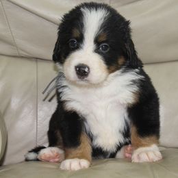 Glitter-gray - Black tan and white female Bernese Mountain Dog puppy in Manheim, Pennsylvania from Gold Point Pups