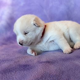 Pomsky Puppies from Valparaiso Pomskys