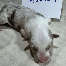 Boy 2 - Red merle male Border Collie puppy in Meridian, Mississippi from Border Hollow Border Collies