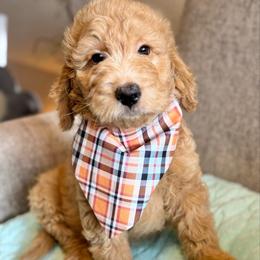 Atticus- Gray - Apricot male Goldendoodle puppy in Bay City, Texas from Charming Doods