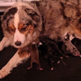 Piper - Miniature American Shepherd