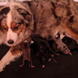Piper - Miniature American Shepherd
