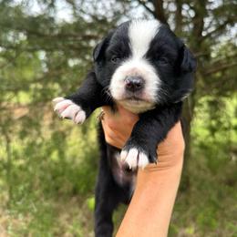 Arrow - Black & white male Australian Shepherd puppy in Newton, Mississippi from Bright Star Aussies