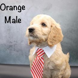 Orange - Apricot male Goldendoodle puppy in Maryville, Tennessee from Twin City Doodles