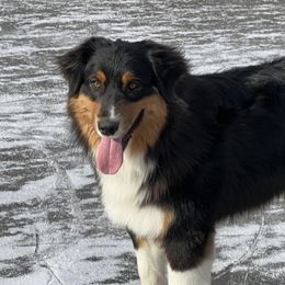 Rio - Australian Shepherd
