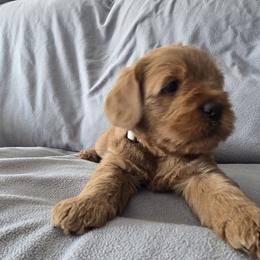 Rose- white - Chocolate female Labradoodle puppy in Commerce City, Colorado from Playful Paws Labradoodles