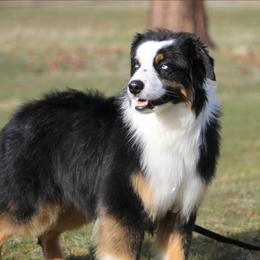 Buddy - Black tri male Miniature Australian Shepherd puppy in Elgin, Oregon from LongMile Aussies