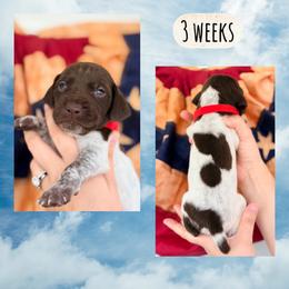 Mickey - White and liver male German Shorthaired Pointer puppy in Macclenny, Florida from Dillon's GSPs