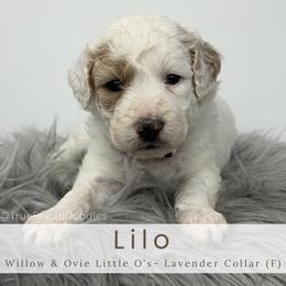 LILO- Lavender collar - Parti female Goldendoodle puppy in Watertown, New York from True Friend Doodles