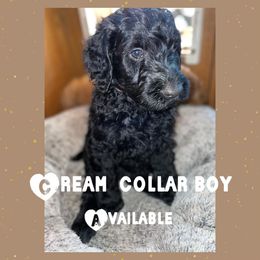 Goldendoodle Puppies from High Standards Az