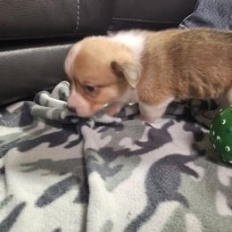 Sarah - Red female Pembroke Welsh Corgi puppy in Prophetstown, Illinois from Havaheart Corgis