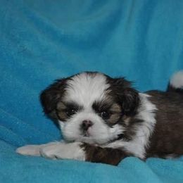 Shih Tzu Puppies from Patchwork Pups