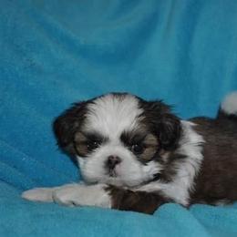 Shih Tzu Puppies from Patchwork Pups
