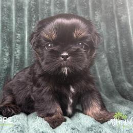 Giuseppe - Black and tan male Shih Tzu puppy in Alice, Texas from Altas Palmas Shih Tzu