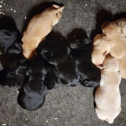 Labrador Retriever Puppies from Long Creek Labradors