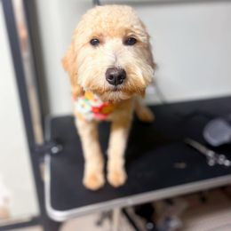 Sadie Mae - Goldendoodle