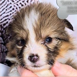 Sumac Leaf - Sable and white female Shetland Sheepdog puppy in Elberton, Georgia from Ioney's Southern Paws Shelties, Frenchies, and Yorkies