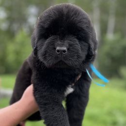 Boy 3 - Black male Newfoundland puppy in Nevis, Minnesota from Faithful Acres Newfs