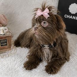 Aurelia - Lilac female Shih Tzu puppy in Riverside, California from Be Dazzled Shihtzu