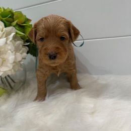 Boy 2 - male Goldendoodle puppy in Thomasville, Georgia from South Georgia Golden Doodle Ranch LLC