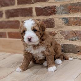 Goldie - Red female Bernedoodle puppy in Reinholds, Pennsylvania from Mountain Top Bernedoodles
