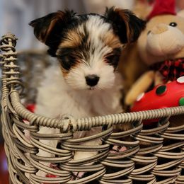 Biewer Terrier and Yorkshire Terrier Puppies from 1.StarDreamPups