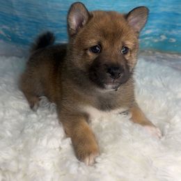Cannes - Sesame male Shiba Inu puppy in Inverness, Florida from Shore Thing Shiba’s