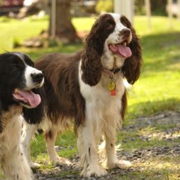 English Springer Spaniels from Springerhaven