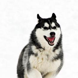 Siberian Huskies from Jalerran