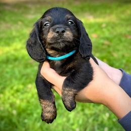 Solo - Black and tan male Dachshund puppy in El Dorado, Arkansas from LovelylilDoxies