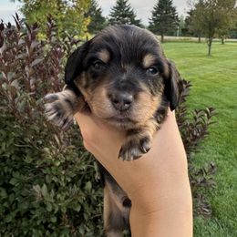 Johnny - Dapple male Dachshund puppy in Woodville, Wisconsin from Dairyland Dachshunds