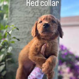 Boy 2 - Dark golden male Golden Retriever puppy in Arizona from Golden Penny AZ