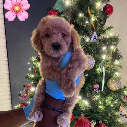 Cobbler - Red  female Goldendoodle puppy in Richmond, Texas from Harper’s Heartbeats