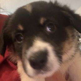 Lewis, light green collar - Black and tan male Pembroke Welsh Corgi puppy in Gresham, Oregon from Simply loved corgis