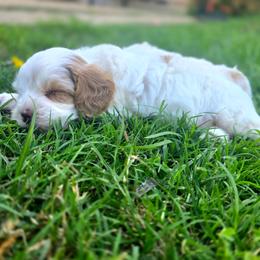 Beast - male Cavapoochon puppy in Bullard, Texas from Cavapoochon Central LLC