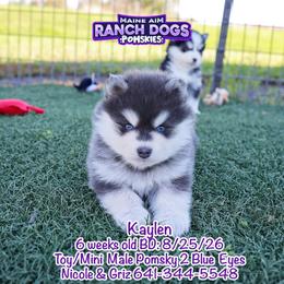 Kaylen - Blue male Pomsky puppy in Humeston, Iowa from M.A.R. Dogs