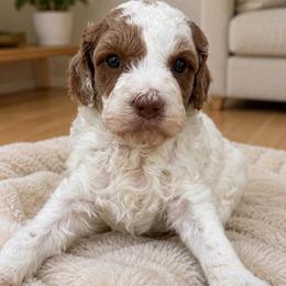 Lamb chop - White female Cavapoo puppy in Yuciapa, California from AlltheDoodlez_