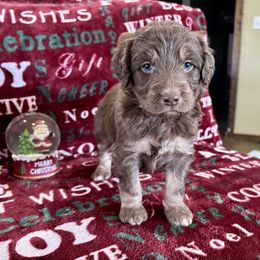 Clark - Red tri male Miniature Australian Shepherd puppy in Edgar Springs, Missouri from Scott’s Aussies LLC