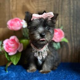 Winnie - Black and tan female Yorkshire Terrier puppy in Howe, Oklahoma from Ray Holder