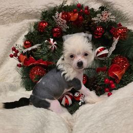 Holly - Black and white female Chinese Crested puppy in Utah from Mlee puppies