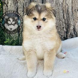 Pomsky Puppies from Lake in the hills Pomskies